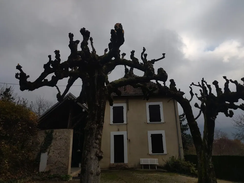 Arbres têtards taillés en hiver près d'une maison — élagage sévère réalisé par Yaniro